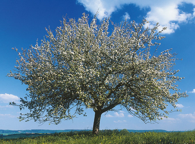 Apfelbaum